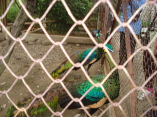 DSC03740_1
